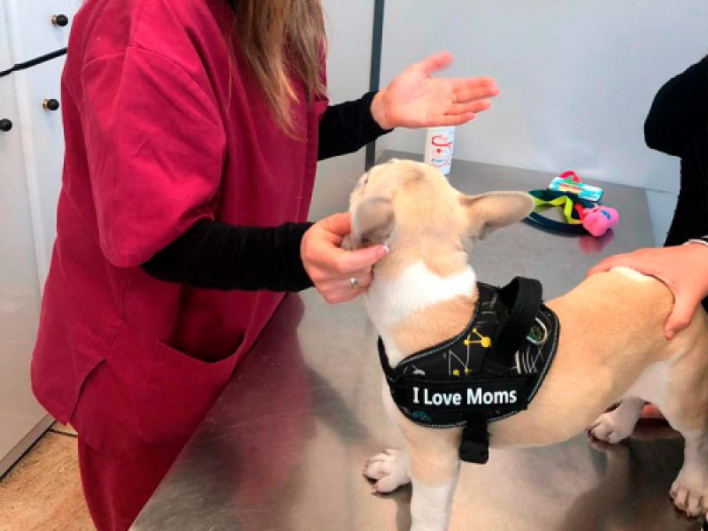 consultas veterinarias prevencion gijon consultas veterinarias prevencion gijon