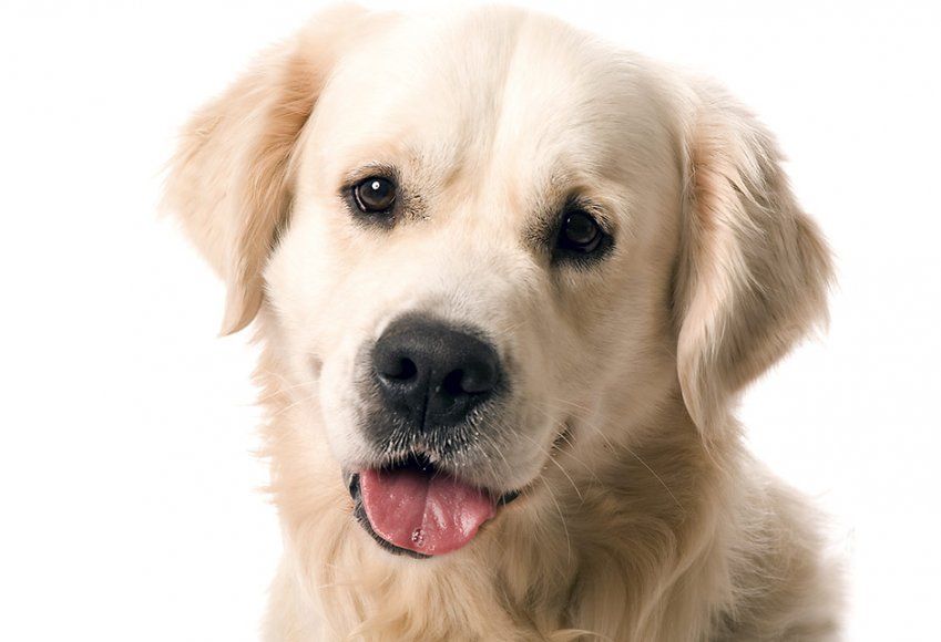 Clínica veterinaria en Gijón Clínica veterinaria en Gijón