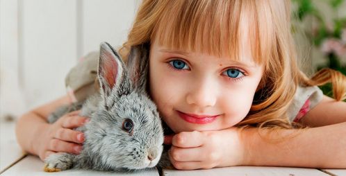 veterinari a asturcon en gijon veterinari a asturcon en gijon