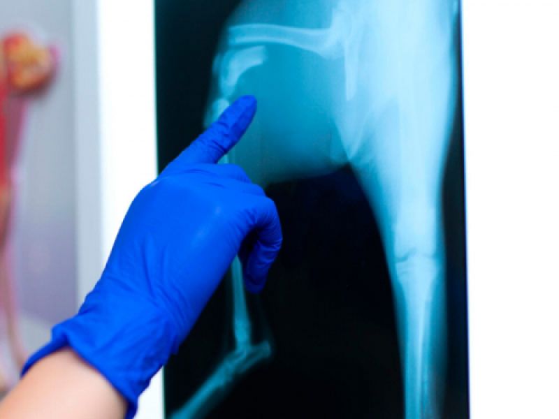 diagnostico veterinario imagen gijon diagnostico veterinario imagen gijon