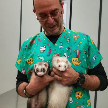 Asistencia veterinaria integral Asistencia veterinaria integral