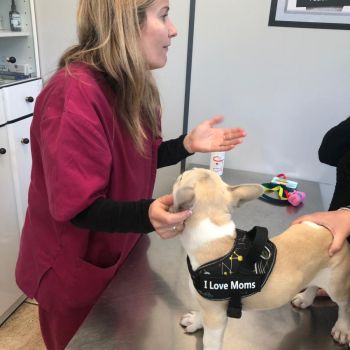 Asistencia veterinaria en Gijón Asistencia veterinaria en Gijón